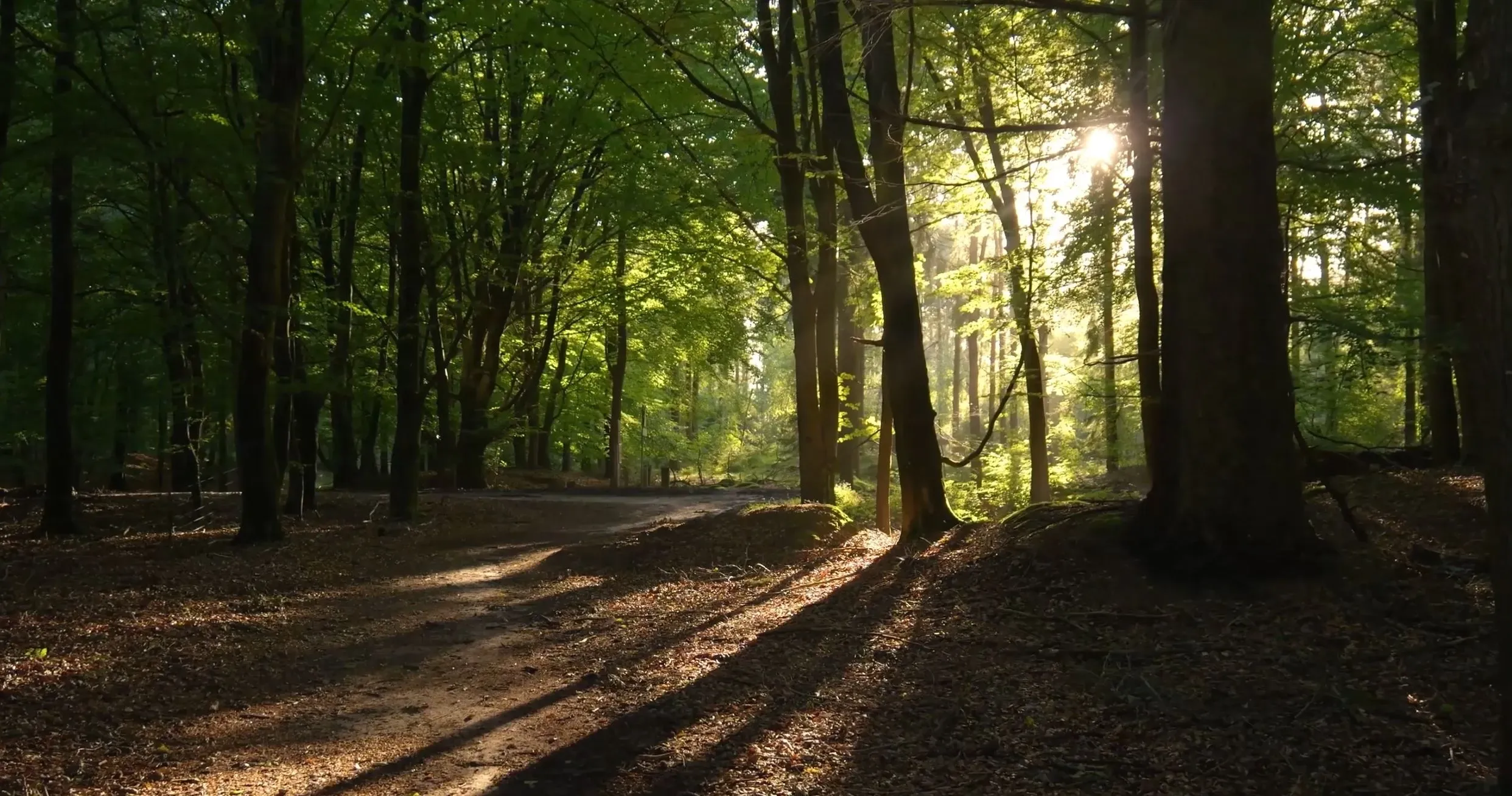 Unleash Your Creativity